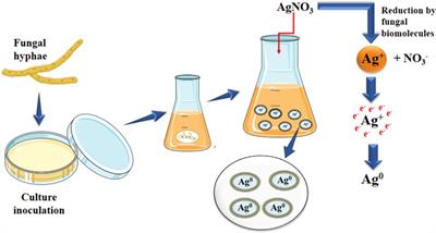 Biosynthesized nanoparticles: a novel approach for cancer therapeutics